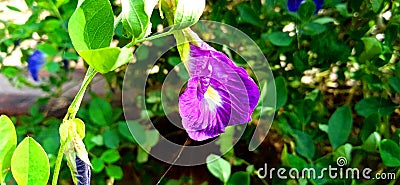 Clitoria ternatea blue pea butterfly pea or cordofan pea flower stock Stock Photo