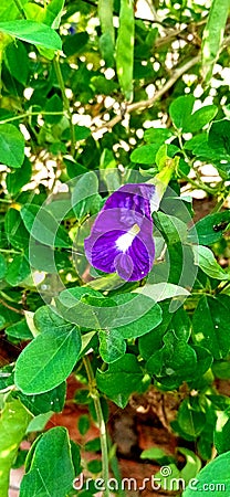 Clitoria ternatea blue pea butterfly pea or cordofan pea flower close up Stock Photo