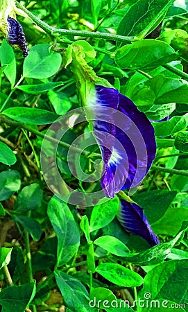 Clitoria ternatea blue pea butterfly pea or cordofan pea flower Stock Photo