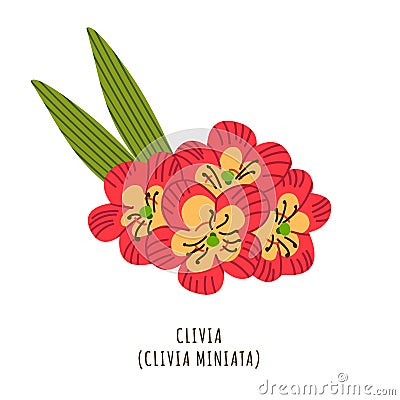 Clivia tropical flower Vector Illustration
