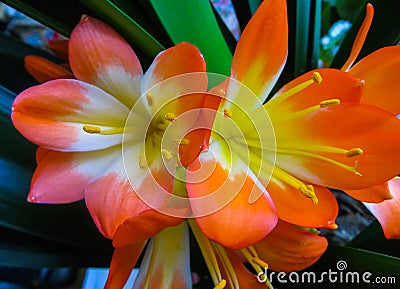 Clivia is a genus of perennial evergreen herbaceous Stock Photo