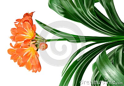 Clivia miniata Stock Photo