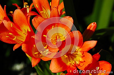 Clivia Miniata flower Stock Photo