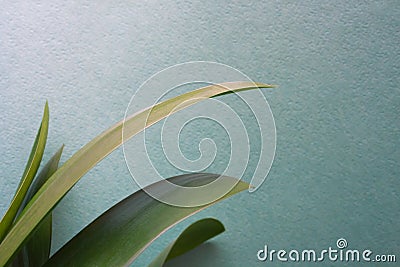 Clivia office plant leaves on green texture background Stock Photo