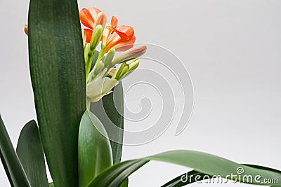 Clivia office plant leaves Stock Photo