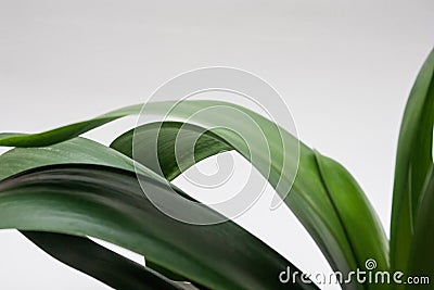 Clivia office plant leaves Stock Photo