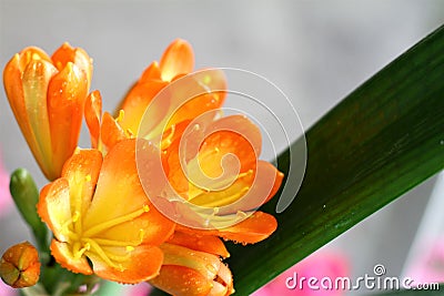 Clivia Plants flower close up photo Stock Photo