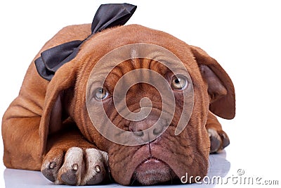 Cloaseup of a french mastiff Stock Photo