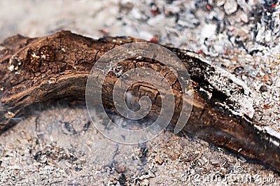Close-up of a spider web on a log in a fire surrounded by ashes. Stock Photo