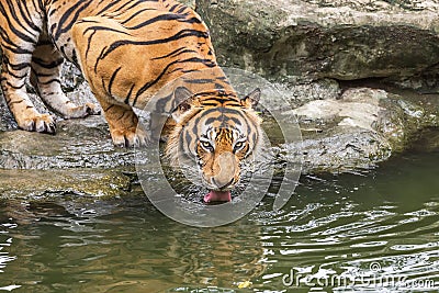 Cloe up bengal tiger be thirsty crouch drinking water Stock Photo