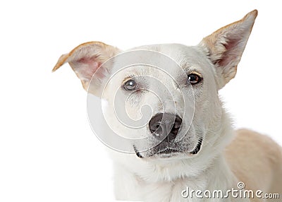 Cloesup Friendly White Dog Looking at Camera Stock Photo