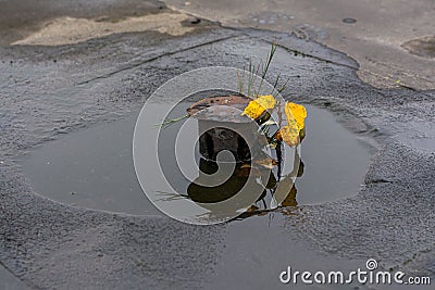 Clogged drainage channel on the roof of an abandoned factory. Drain does not take water. Stock Photo