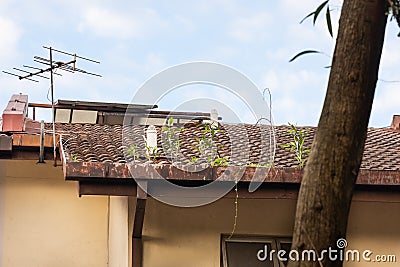 Clogged roof rain gutter full of dry leaf and plant growing in it Stock Photo
