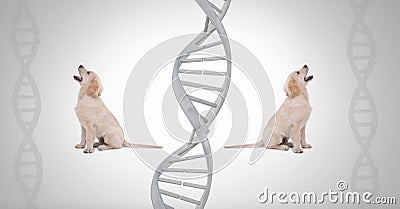 Clone twin puppy dogs with genetic DNA Stock Photo