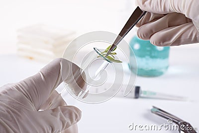 Cloning Stock Photo