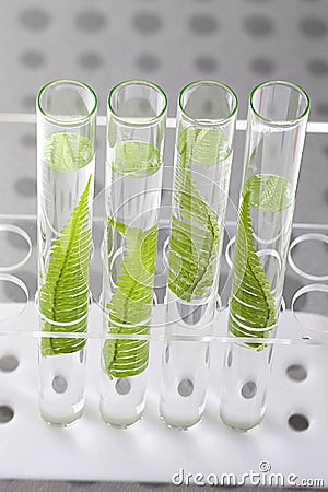 Cloning plants in test tubes Stock Photo