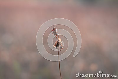 A clopse up picture of a culm. Brown background, gras, naure details, autumn , fauna Stock Photo