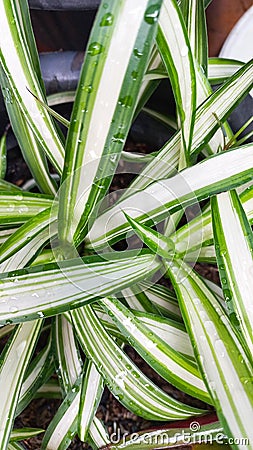 Clorophytum Comosum or Spider Plant, one of the most popular in Asparagaceae hybrid Stock Photo