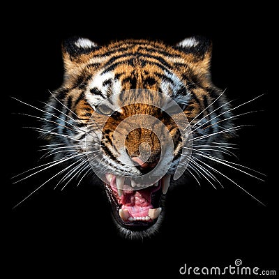 Close angry Tiger portrait on dark Stock Photo