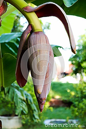 Close banana blossom. Stock Photo