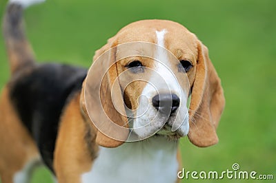 Close Beagle dog Stock Photo