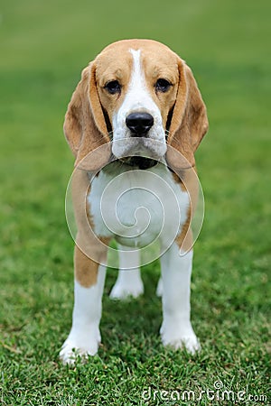 Close Beagle dog Stock Photo