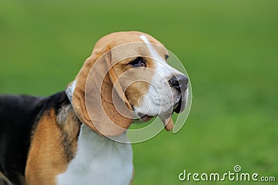 Close Beagle dog Stock Photo