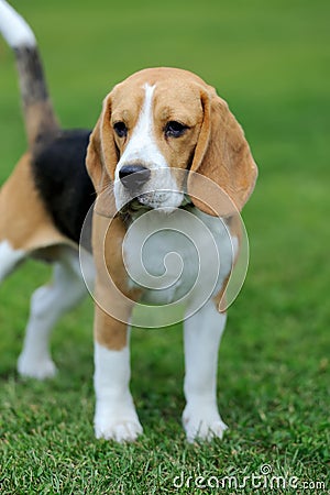 Close Beagle dog Stock Photo