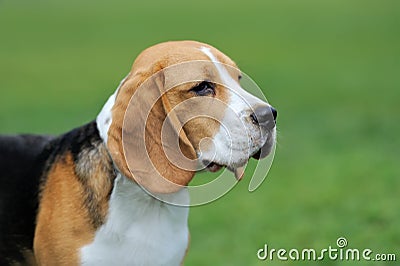 Close Beagle dog Stock Photo