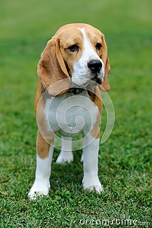 Close Beagle dog Stock Photo