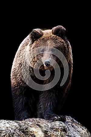 Close bear portrait on black background Stock Photo