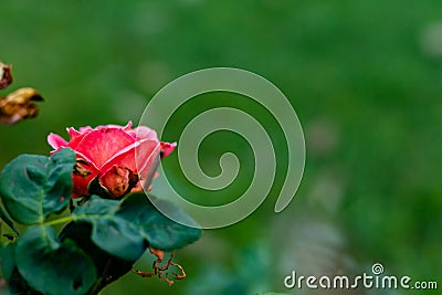 Close of beautiful pink rose on green blurry background with copy space in right. fresh concept Stock Photo