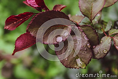 Close Beautiful roses Leaf Water rain Drops Summer Day green Background Stock Photo