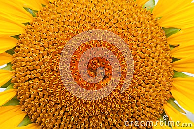 Close beautiful sunflower with a bright yellow Stock Photo