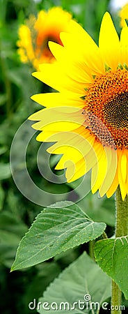 Close beautiful sunflower with a bright yellow Stock Photo