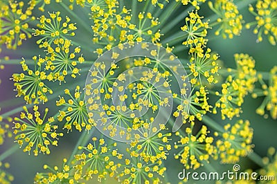 Close Blooming Dill Flowers Stock Photo