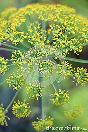 Close Blooming Dill Flowers Stock Photo