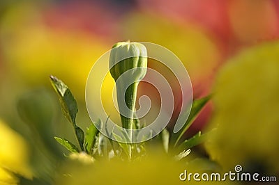 Close-blooming of flower for beautiful background Stock Photo