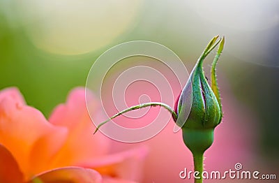 Close-blooming roses. Stock Photo