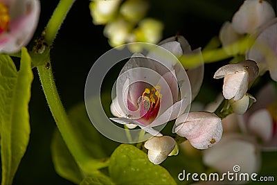 close bright picture of white jasmine in a garden Stock Photo