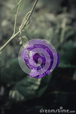 Close Butterfly Pea Flower On dark background Stock Photo