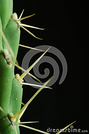 Close cactus Stock Photo