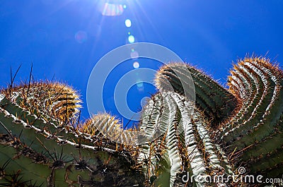 Cactus with thorns in the sun on a clear sky Stock Photo