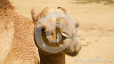 Close up camel. Close camel face Stock Photo