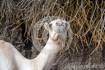 Close camel head Stock Photo