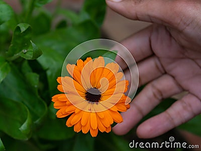 Close Colorful Flower Ooty Park View Trip Photo Stock Photo