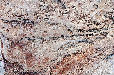 Close colorful texture of sea stone texture Stock Photo
