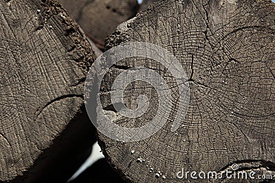 Close cracked grain stump texture wood Cartoon Illustration