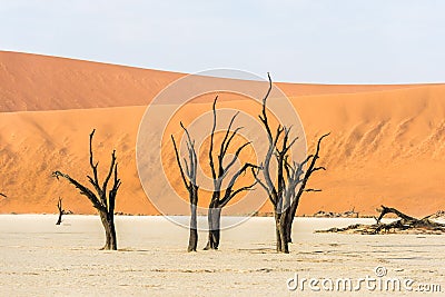 Close dead dry trees of DeadVlei valley at Namib desert Stock Photo