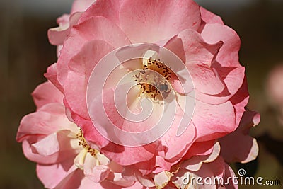 close details of a soft bunch of light pink rose flowers blooming on the bush in a rose garden, Victoria, Australia Stock Photo